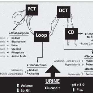 phenazopyridine impact on nitrite blood test results|interstitial nephritis phenazopyridine.